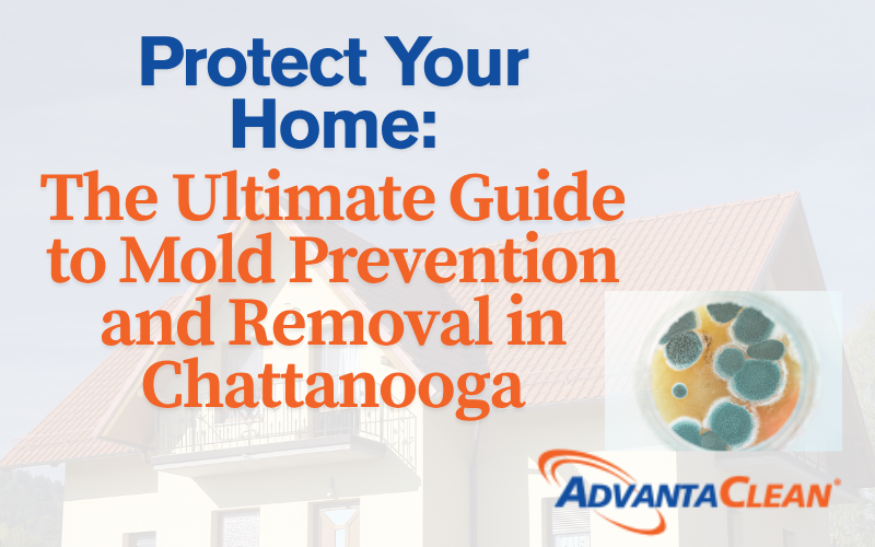 Ultimate Guide to Mold Prevention